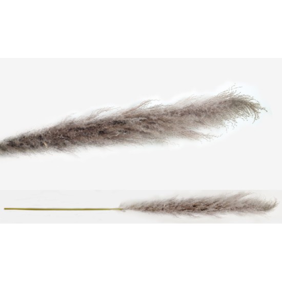 PAMPAS ΦΥΣΙΚΟ VINTAGE 150cm 0516121 PAMPAS ΦΥΣΙΚΟ VINTAGE 150cm 0516121