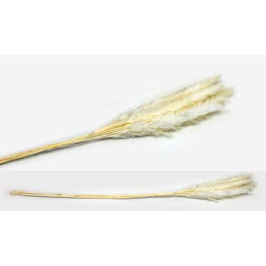 PAMPAS ΕΚΡΟΥ 70cm 0516122 PAMPAS ΕΚΡΟΥ 70cm 0516122