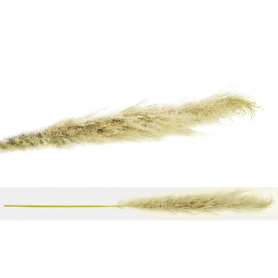 PAMPAS ΕΚΡΟΥ VINTAGE 150cm 0516123 PAMPAS ΕΚΡΟΥ VINTAGE 150cm 0516123