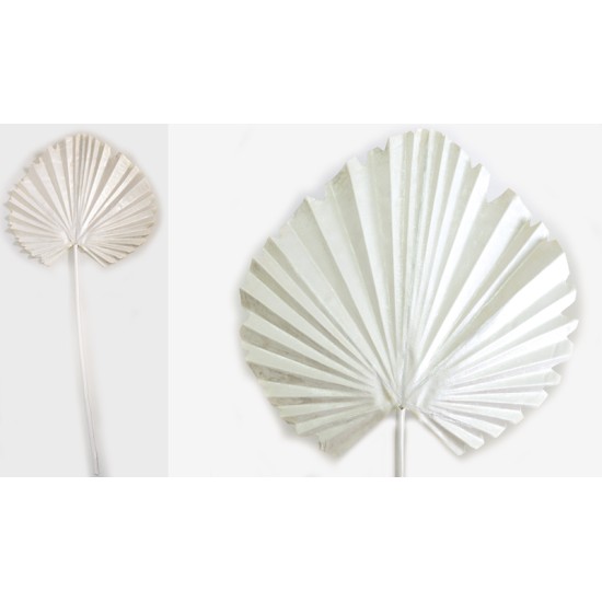 ΦΥΛΛΟ ΦΟΙΝΙΚΑ ΛΕΥΚΟ 15cm x 60cm 0516141 ΦΥΛΛΟ ΦΟΙΝΙΚΑ ΛΕΥΚΟ 15cm x 60cm 0516141