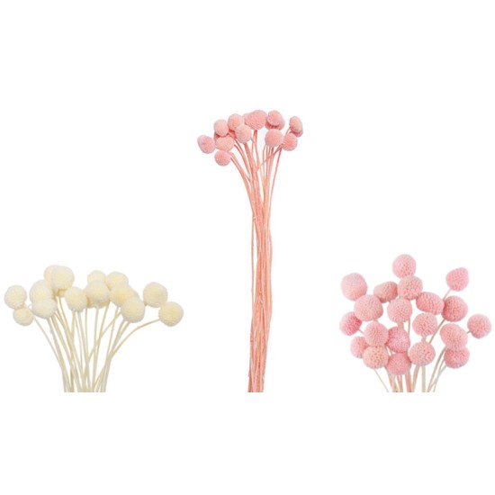 BUTTOM 45cm 0516161 BUTTOM 45cm 0516161