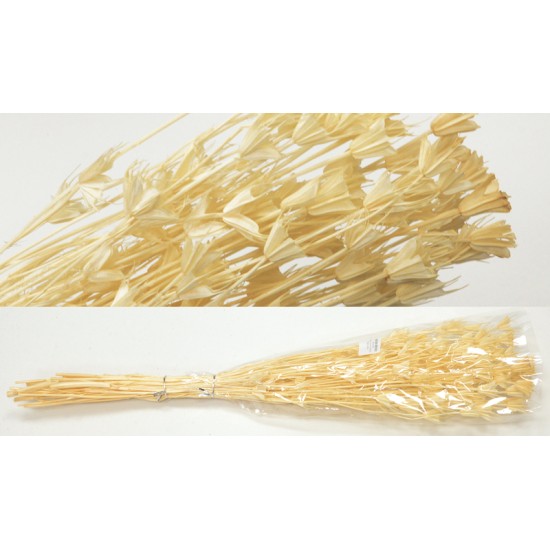 NIGELLA ORIENTALIS ΛΕΥΚΑΜΕΝΟ 50cm 0516165 NIGELLA ORIENTALIS ΛΕΥΚΑΜΕΝΟ 50cm 0516165