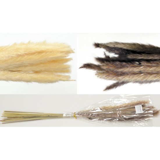 PAMPAS 70cm 0516166 PAMPAS 70cm 0516166