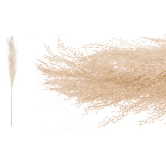 PAMPAS ΦΥΣΙΚΟ 140cm 0516196 PAMPAS ΦΥΣΙΚΟ 140cm 0516196
