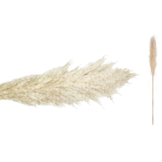 PAMPAS ΕΚΡΟΥ 140cm 0516198 PAMPAS ΕΚΡΟΥ 140cm 0516198