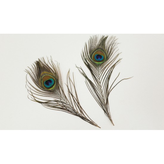 ΦΤΕΡΑ ΠΑΓΩΝΙΟΥ 7cm x 30cm HJ971571 0621092 ΦΤΕΡΑ ΠΑΓΩΝΙΟΥ 7cm x 30cm HJ971571 0621092