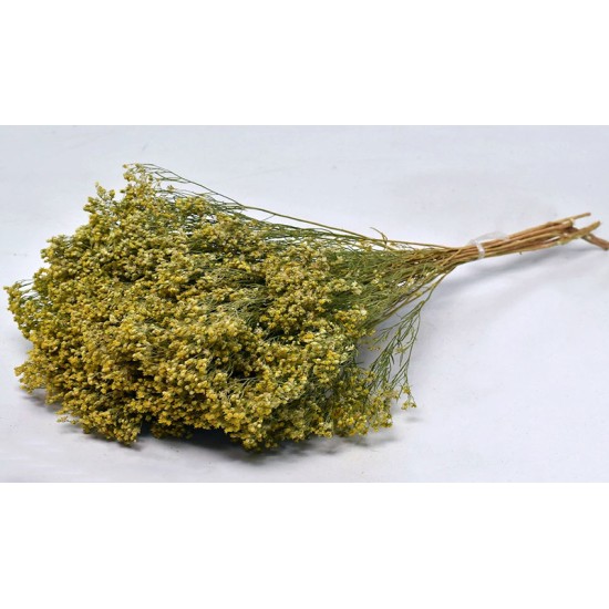 BROOM BLOOM 50cm 0924000 BROOM BLOOM 50cm 0924000
