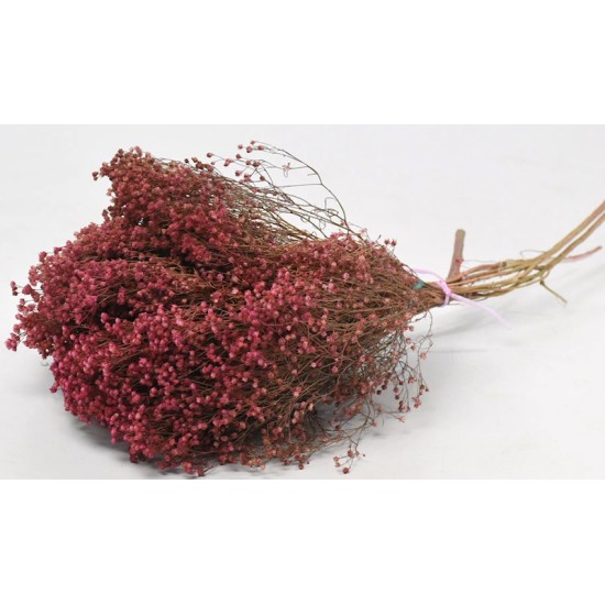 BROOM BLOOM ΡΟΖ 50cm 0924004 BROOM BLOOM ΡΟΖ 50cm 0924004