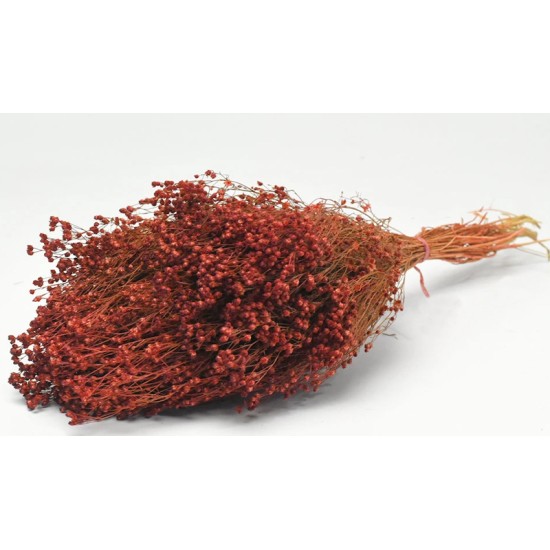 BROOM BLOOM ΜΠΟΡΝΤΟ 50cm 0924005 BROOM BLOOM ΜΠΟΡΝΤΟ 50cm 0924005