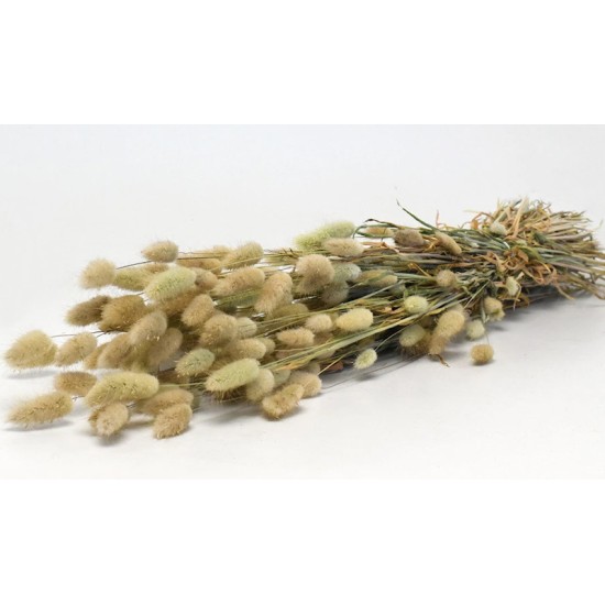 LAGURUS 70cm ΦΥΣΙΚΟ 0952500 LAGURUS 70cm ΦΥΣΙΚΟ 0952500