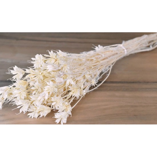 NIGELLA ORIENTALIS ΛΕΥΚΑΜΕΝΟ 100gr 0960530 NIGELLA ORIENTALIS ΛΕΥΚΑΜΕΝΟ 100gr 0960530