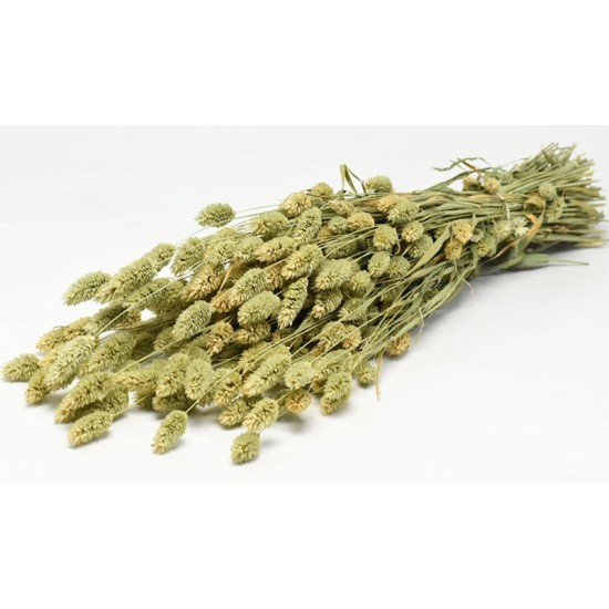 PHALARIS 70cm ΦΥΣΙΚΟ 0963500 PHALARIS 70cm ΦΥΣΙΚΟ 0963500