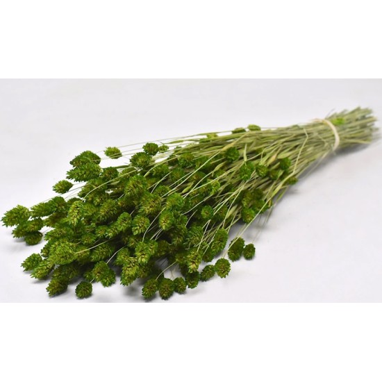 PHALARIS ΠΡΑΣΙΝΟ 70cm 0963503 PHALARIS ΠΡΑΣΙΝΟ 70cm 0963503
