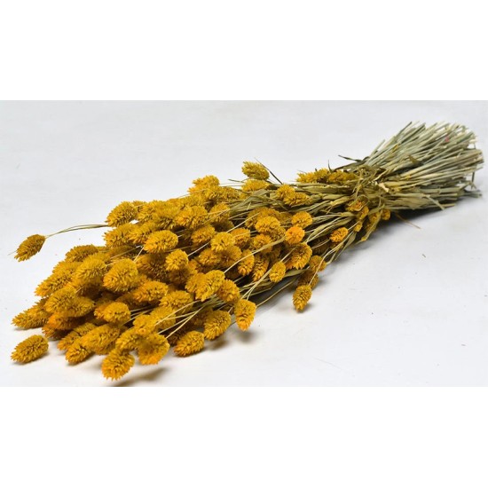 PHALARIS 70cm ΚΙΤΡΙΝΟ 0963509 PHALARIS 70cm ΚΙΤΡΙΝΟ 0963509