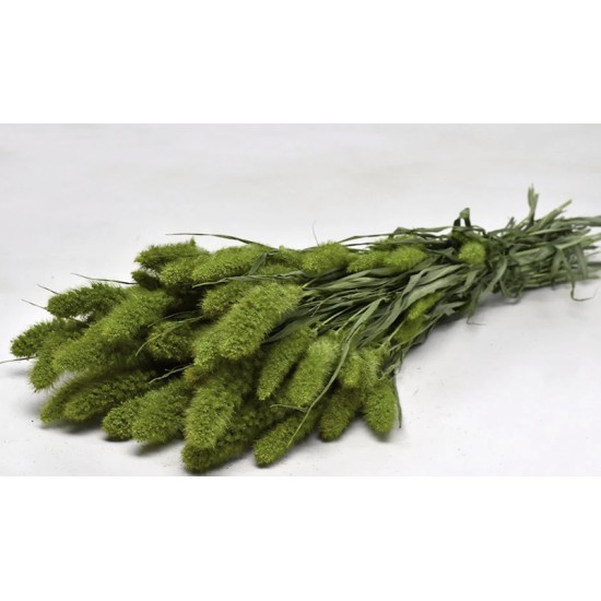 SETARIA ΠΡΑΣΙΝΟ 100gr 65cm 0970903 SETARIA ΠΡΑΣΙΝΟ 100gr 65cm 0970903