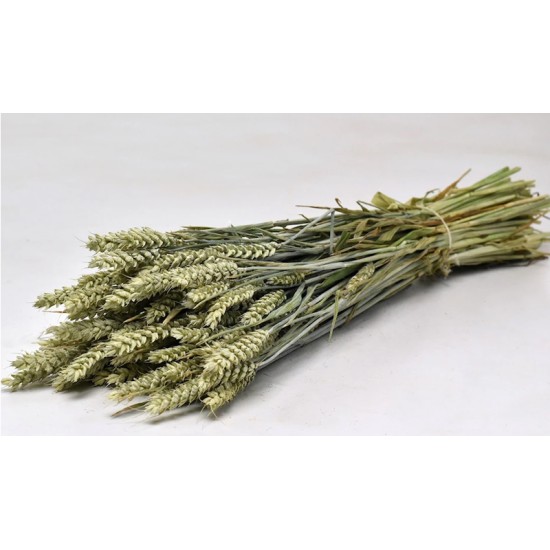 TRITICUM ΦΥΣΙΚΟ 70cm 0977500 TRITICUM ΦΥΣΙΚΟ 70cm 0977500