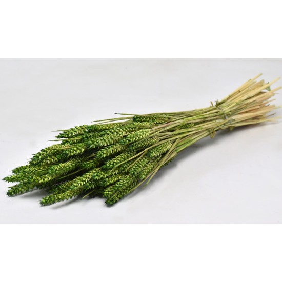 TRITICUM ΠΡΑΣΙΝΟ 70cm 0977503 TRITICUM ΠΡΑΣΙΝΟ 70cm 0977503