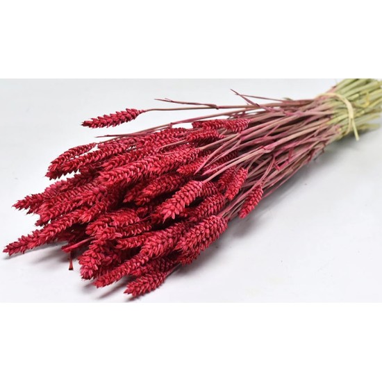 TRITICUM COLOR 70cm ΚΟΚΚΙΝΟ 0977505 TRITICUM COLOR 70cm ΚΟΚΚΙΝΟ 0977505