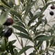Ελιά τεχνητή Nextdeco Υ0,95μ. με καρπούς σε μαύρη γλάστρα Ø15εκ. Ελιά τεχνητή Nextdeco Υ0,95μ. με καρπούς σε μαύρη γλάστρα Ø15εκ.